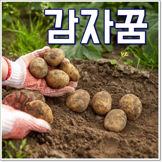 감자꿈 해몽 감자꽃꿈 상황별 재밌는 풀이 7가지