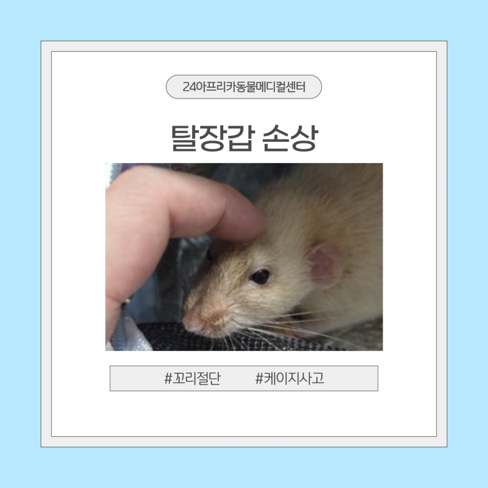 덤보 사진 1