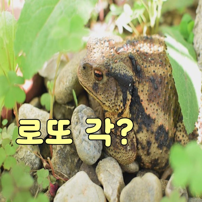 두꺼비 꿈 해몽 로또 사야할까? 상황별 정리