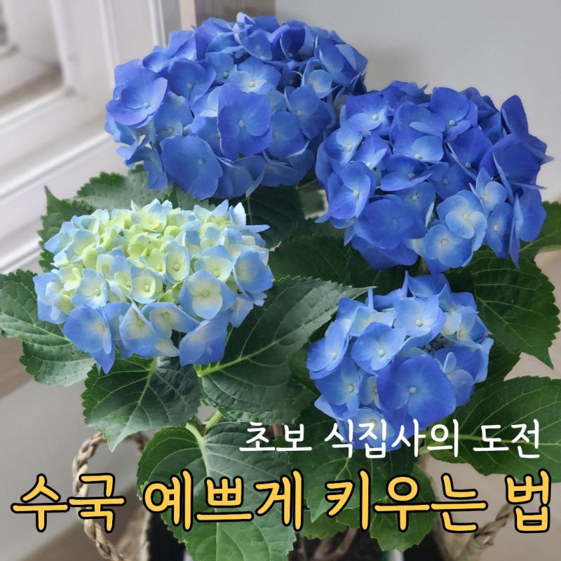 초보 식집사가 반한 수국 키우기, 실패 줄이는 관리 방법 정리