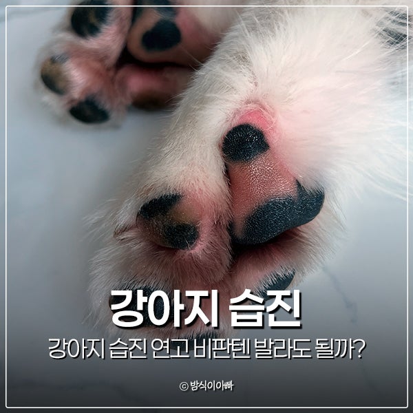 강아지 습진 연고 비판텐 발라도 될까? 발 습진 대처법