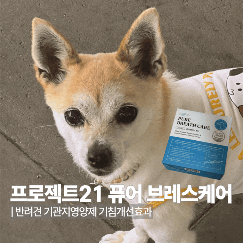 프로젝트21 퓨어 브레스케어 | 내돈내산 강아지 기관지 영양제 후기