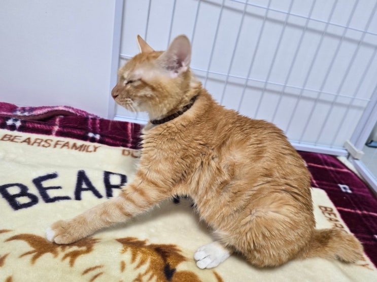  고양이 복막염 EIDD 한달 투약 후 느낀 변화