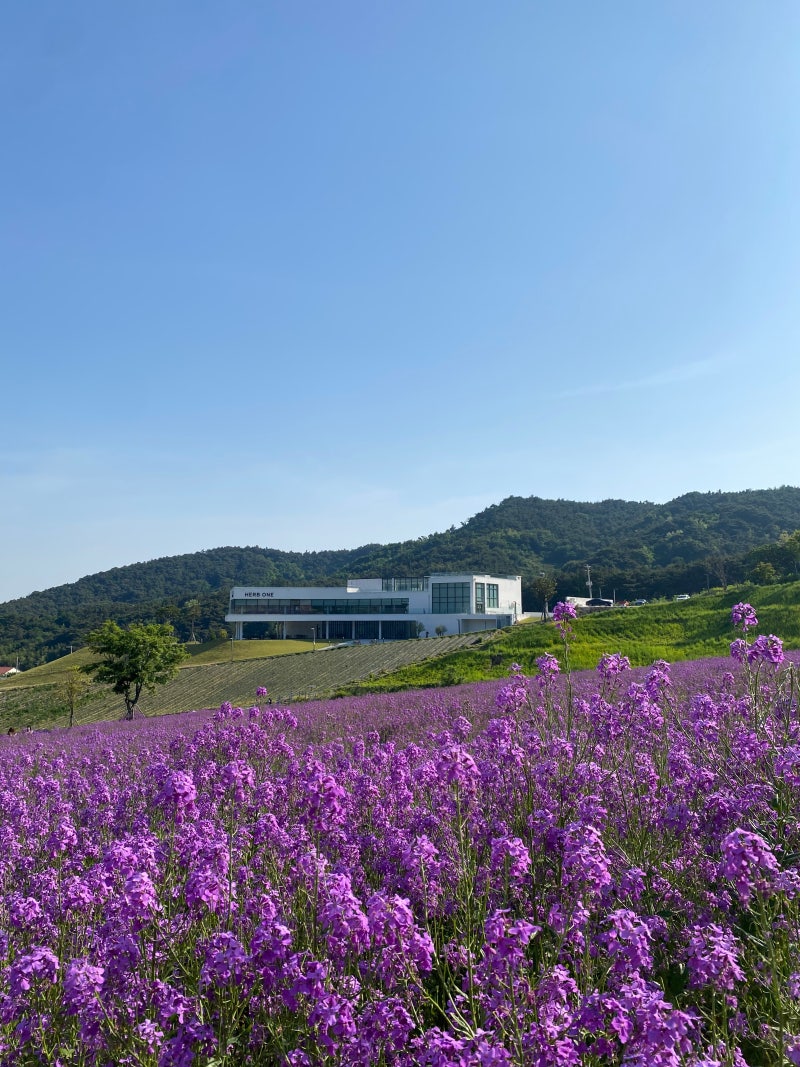 정읍 허브원 청유채 나만 알고 싶었던 보라색 유채꽃 (입장료, 주차 꿀팁)