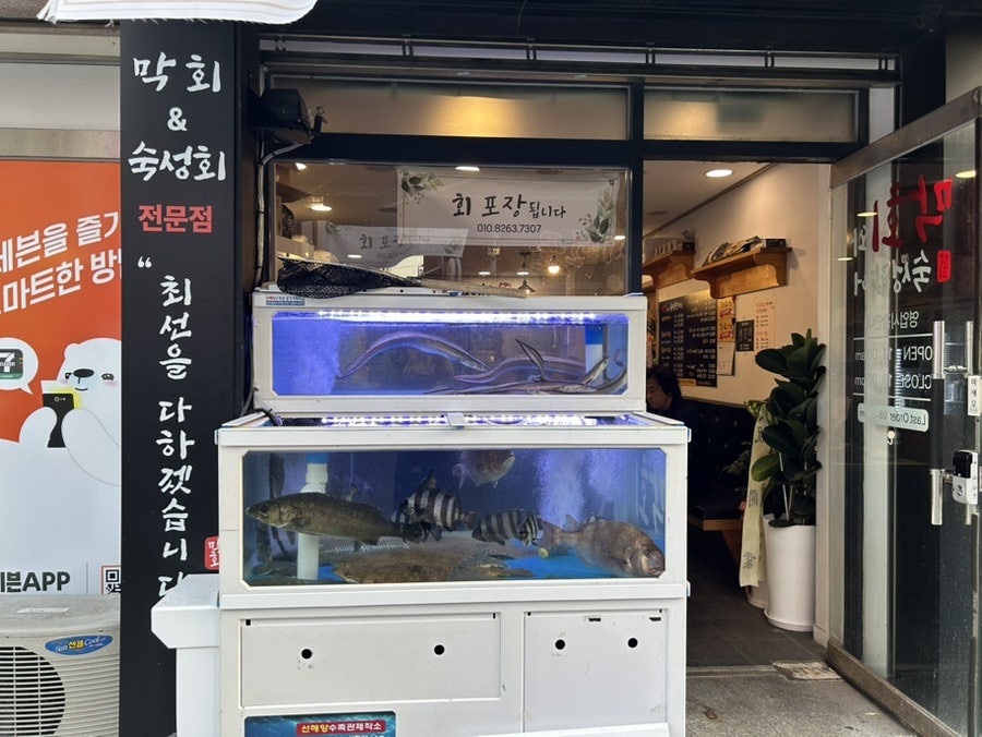 막회와숙성광어 사진 3