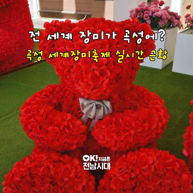 여행] 전 세계 <b>장미</b>가 <b>곡성</b>에? <b>곡성</b> 세계<b>장미축제</b> 실시간 근황