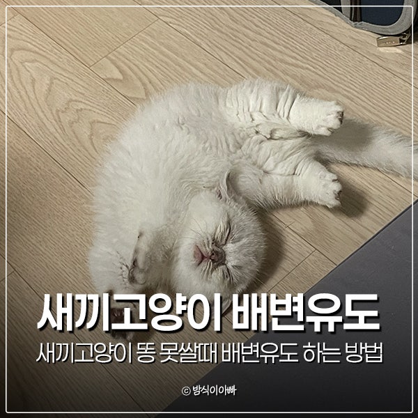 새끼고양이 똥 못쌀때 배변유도 하는 방법