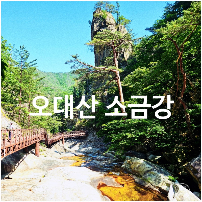 [오대산] 알레버스 소금강 등산코스 후기, 진고개~노인봉~구룡폭포 계곡 산행