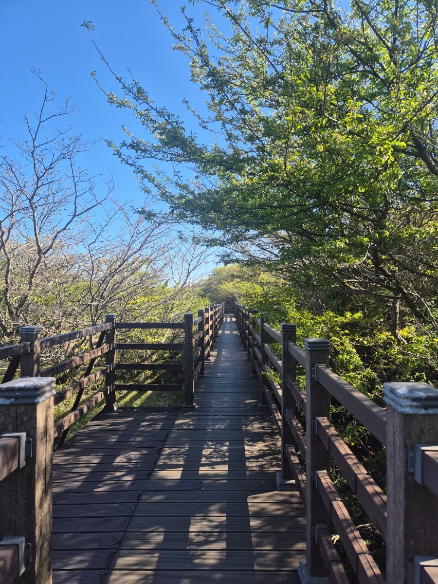 한라산1100고지 사진 6