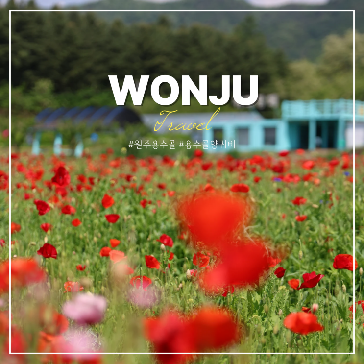  원주 용수골 양귀비 축제 입장료 볼거리 원주 관광지 여행