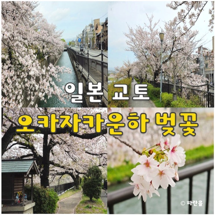  교토 가볼 만한 곳 오카자키 운하 벚꽃 명소 오사카 근교 여행