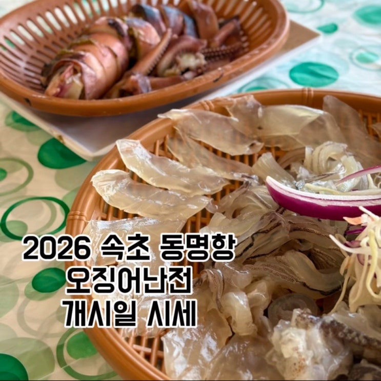 <b>속초 오징어난전</b> 2026 시세 추천 메뉴 동명항 주차 총정리