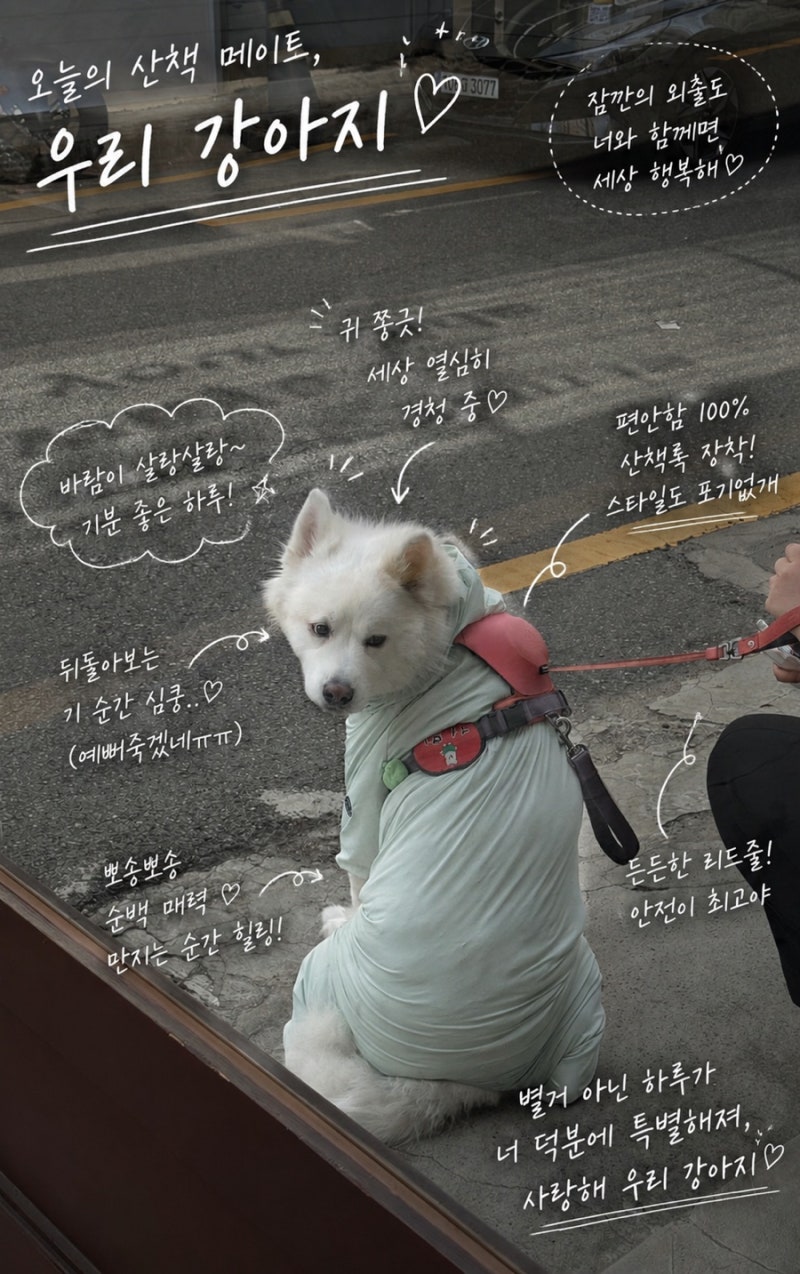 대형견 하네스 유목민 정착템! 사모예드 하네스 추천