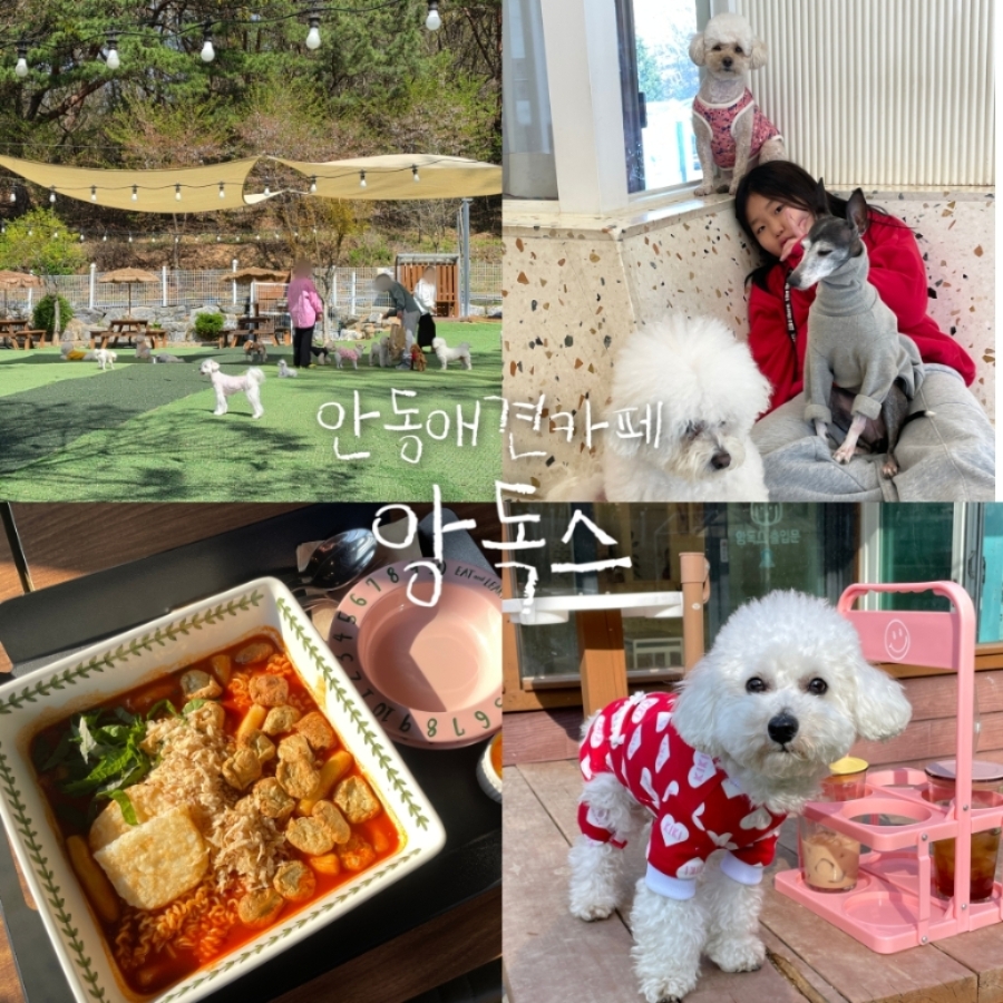 앙독스 사진 1