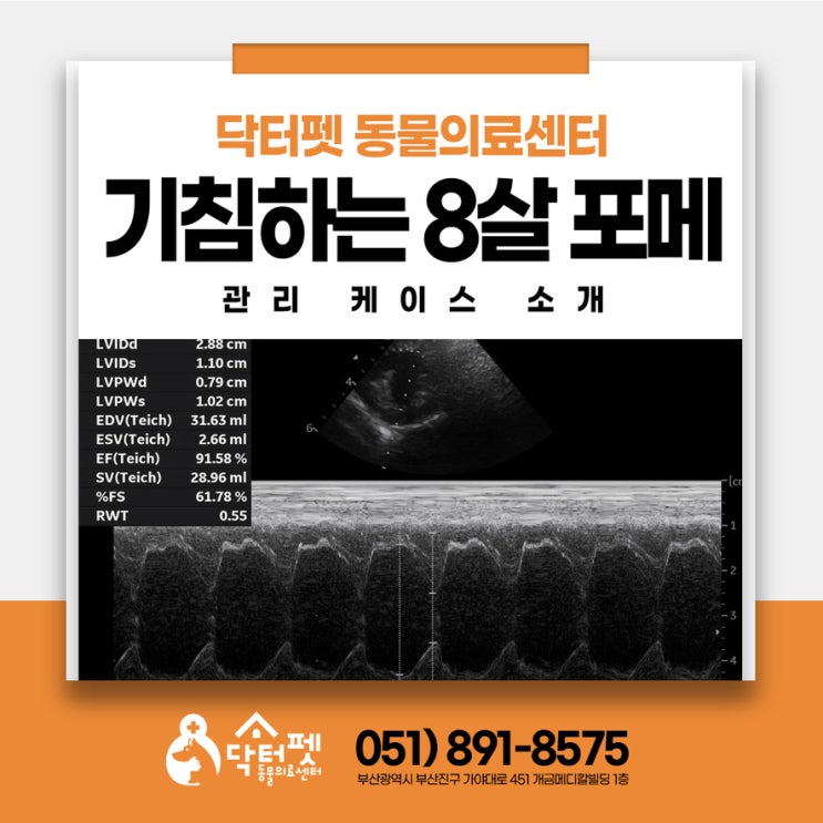 꺽꺽 소리내는 8살 포메라니안 부산 강아지 심장초음파 노령견 동물병원