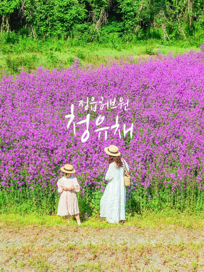 [정읍여행 :: 정읍 청유채] 정읍 허브원 라벤더 대신 청유채