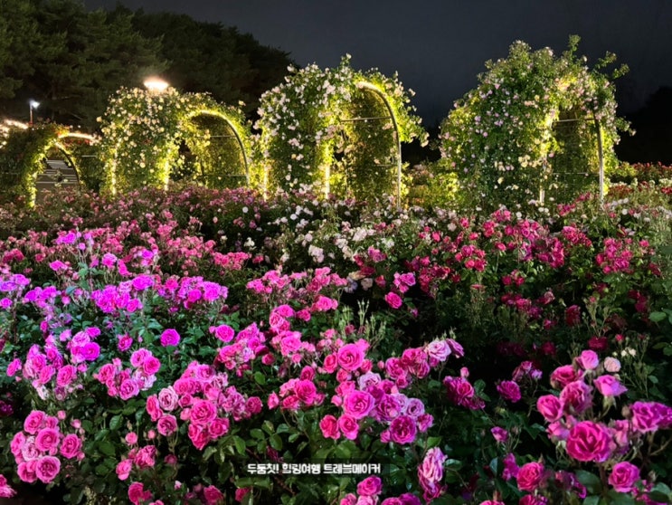  울산대공원 장미축제 만개 울산 아이랑 장미원 동물원 그물 놀이터까지 함께 해요
