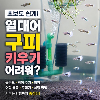 초보 열대어 구피 키우기 어려워? 물온도 먹이 주기 밥양, 구피 어항 용품 꾸미기 세팅 키우....