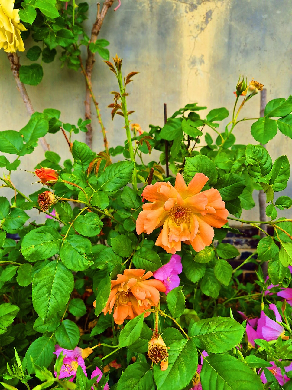 들밥 사진 6