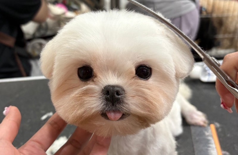 청주애견미용학원, 솔직히 애견미용은 재능보다 반복이 중요합니다