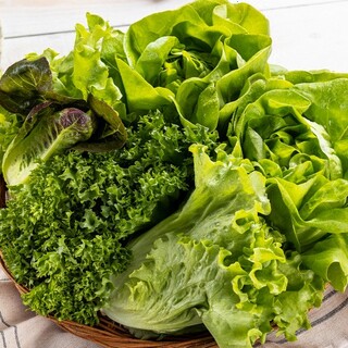  당일수확 유러피안 샐러드 1kg - 신선한 모듬 채소 한판