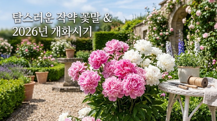  작약 꽃말 개화 시기 및 전설 종류까지 완벽 정리