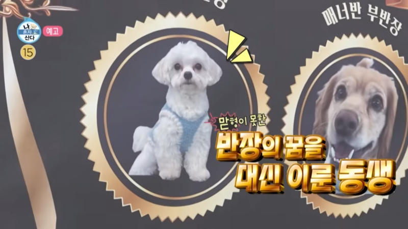 나혼자산다 기안84 엄마 반려견 알콩이 달콩이 유치원 제주 펫스쿨어피독