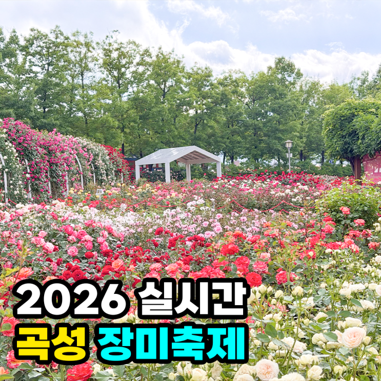 <b>곡성 장미축제</b> 2026 실시간 기차마을 주차 공연 가수 장미... 