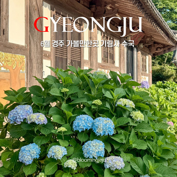  6월 경주 가볼만한곳 수국 명소 기림사
