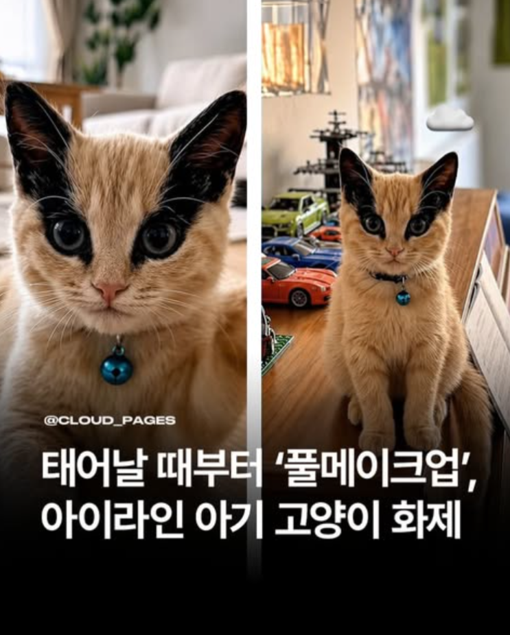  눈가에 ‘자연 아이라인’, 마스크 쓴 듯한 아기 고양이 화제