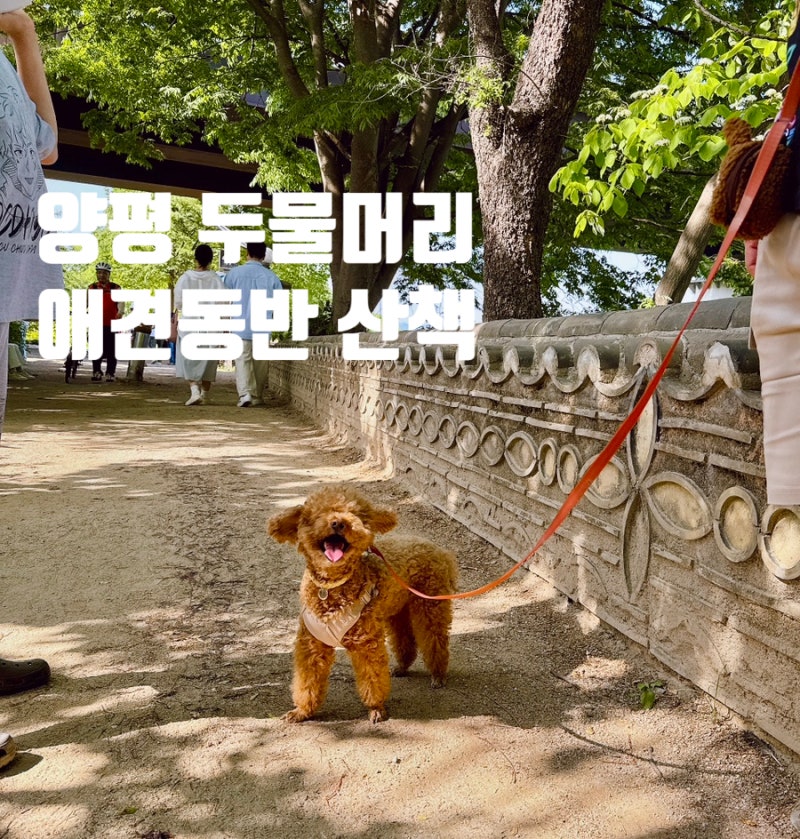 양평 두물머리애견동반 여행 주차장팁(f.두물머리핫도그)