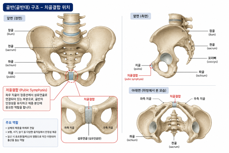  임신중 골반 통증. 그냥 참으셨나요?