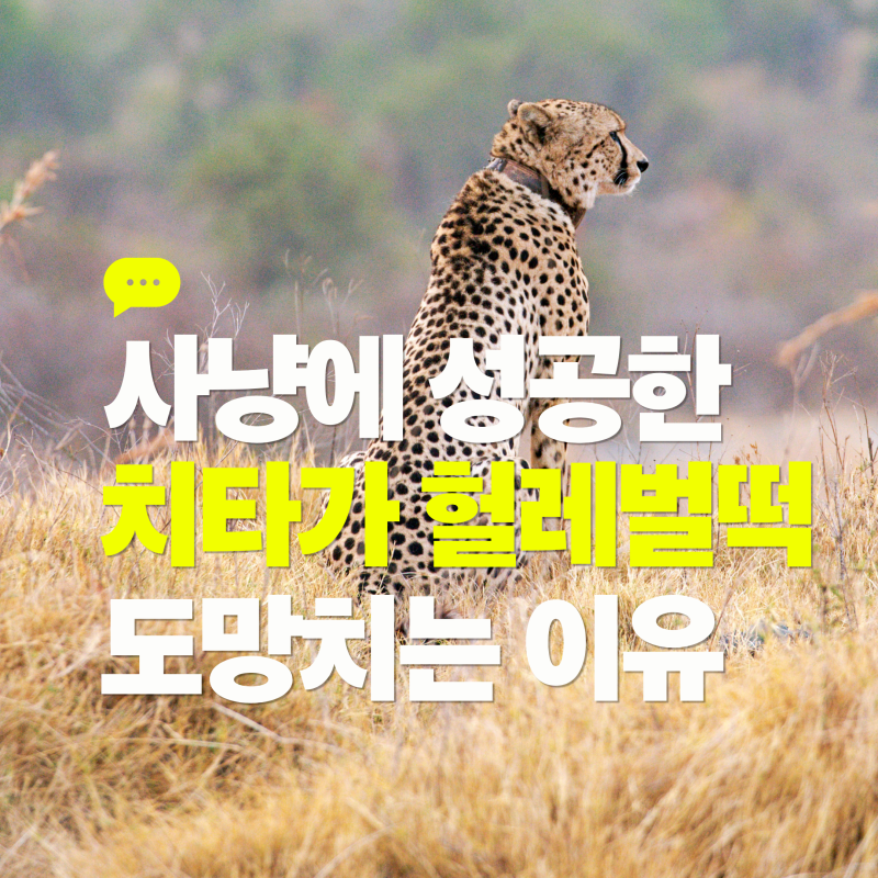 사냥에 성공한 치타가 헐레벌떡 도망부터 치는 이유