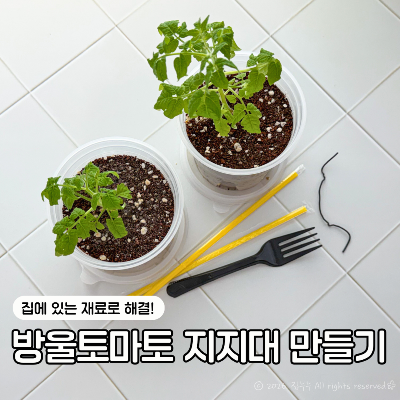 방울토마토 키우기 집에 있는 재료로 지지대 만들기(화분 곰팡이 관리)