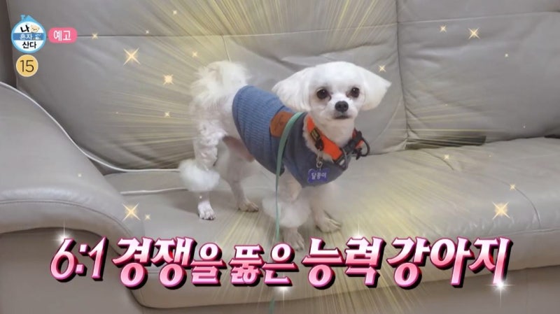 나혼자산다 기안84 제주도 본가 방문! 입양한 반려견 알콩 달콩이 현재 모습 공개~