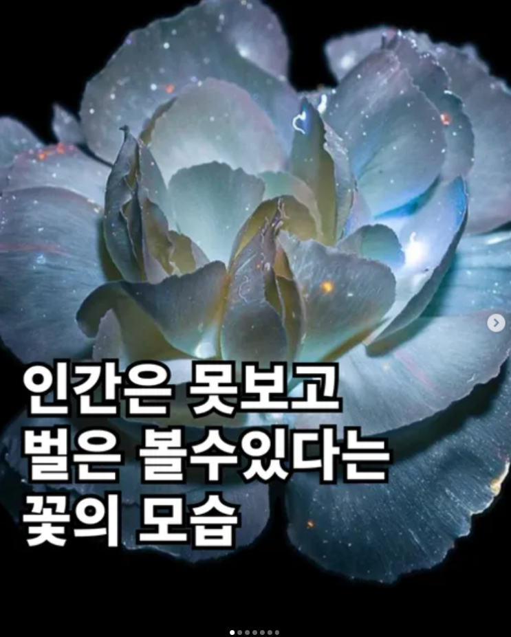 인간은 못보고 벌은 볼수있다는 꽃의 모습