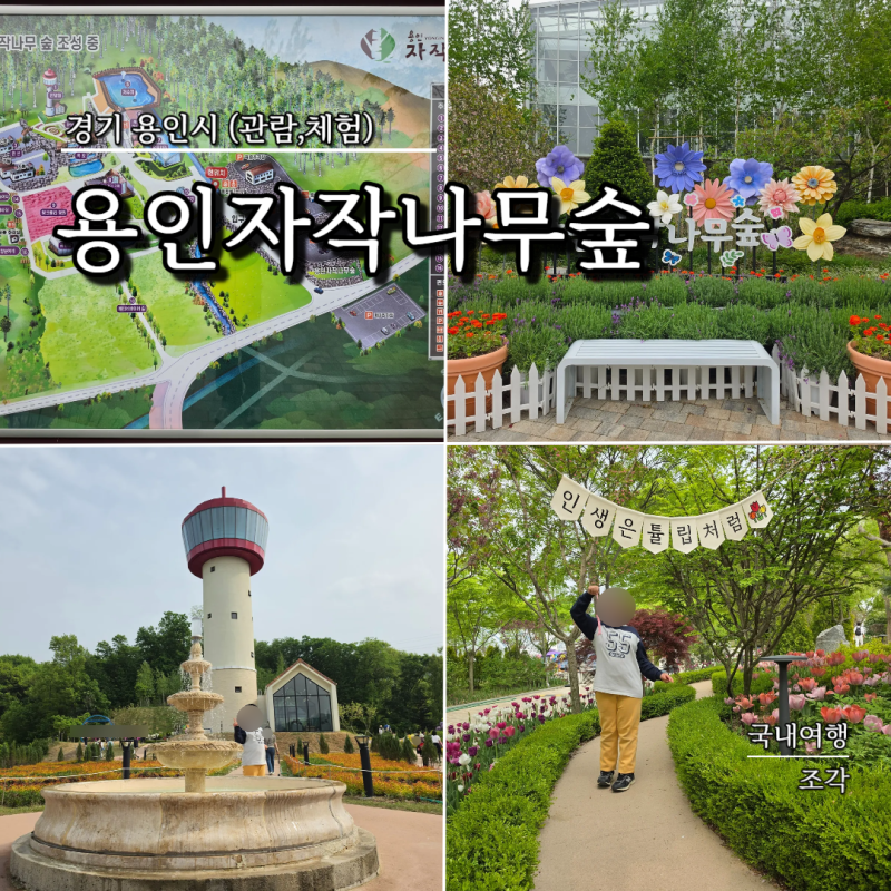 용인 산책하기 좋은 곳 용인자작나무숲 봄꽃축제 주차 입장료