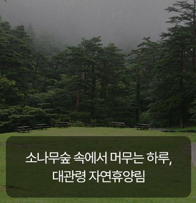 소나무숲 속에서 머무는 하루, 대관령 자연휴양림