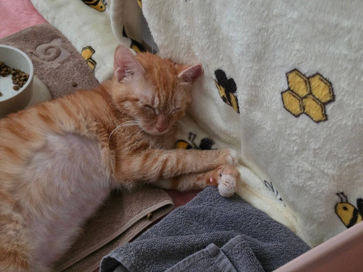  고양이 복막염 신경증상, 발작이 거의 없던 일주일