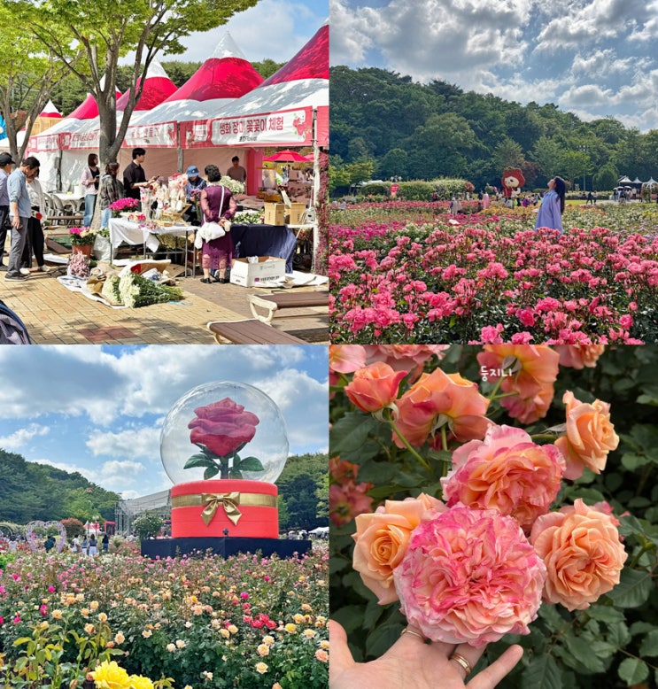 울산대공원 <b>장미축제</b> 실시간 주차장 일정표 가수 총정리