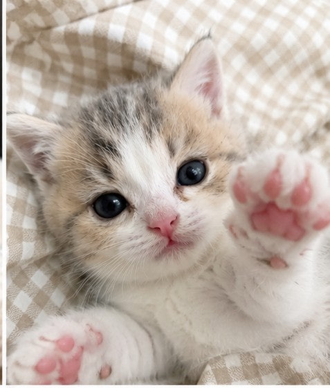 아기고양이 허피스 바이러스, 집사들이 가장 많이 걱정하는 이유