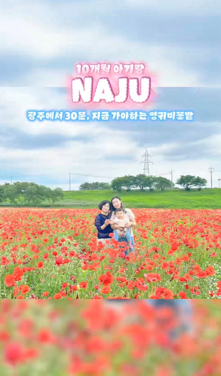  나주 들섬 양귀비꽃 만개 지금 꼭 가야 하는 광주 근교 꽃놀이 명소