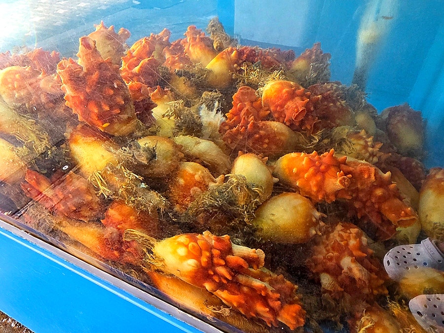 대포수산물회센타 사진 6