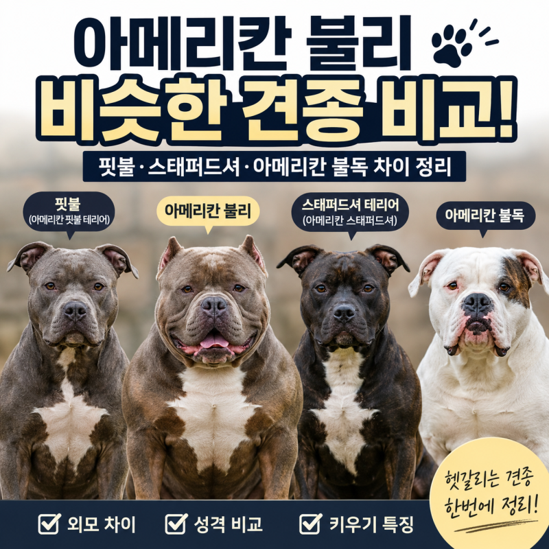 아메리칸 불리 비슷한 견종 비교｜핏불·스태퍼드셔·아메리칸 불독 차이 정리
