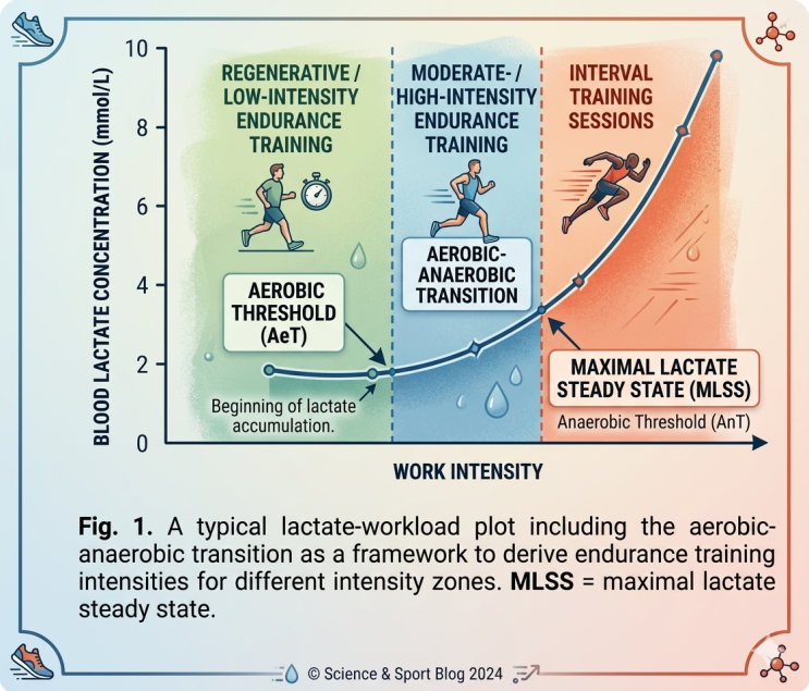  [Paper Review] Validity and Concept of the Lactate Threshold