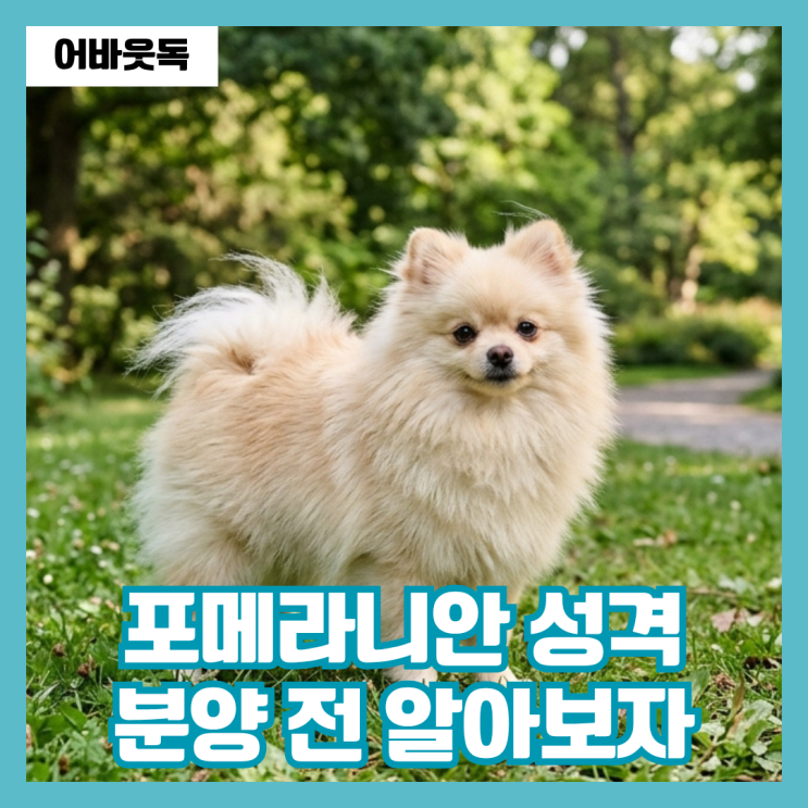  포메라니안 분양 성격 털빠짐 키우기