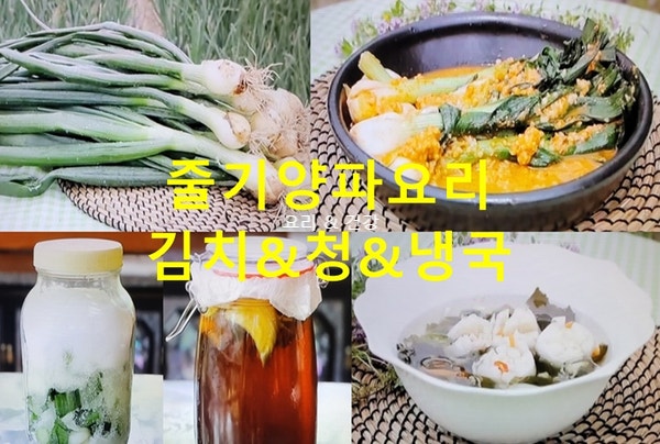천기누설 줄기양파김치 담그는법 줄기양파청 만들기 줄기양파미역냉채 만드는법 줄기양파 ....
