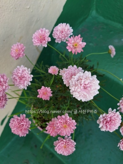 5월 초순 남쪽동네 주택가드닝 3부) 블루베리, 삼동파, 딸기, 장미, 드리미옵시스, 제라늄, 목....