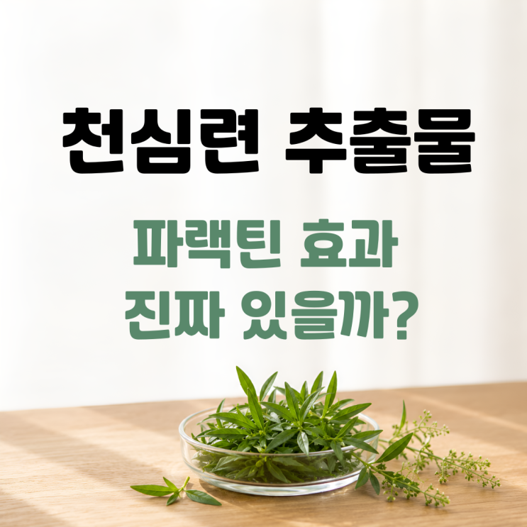  천심련 추출물 파랙틴 효능 부작용 섭취방법 총정리
