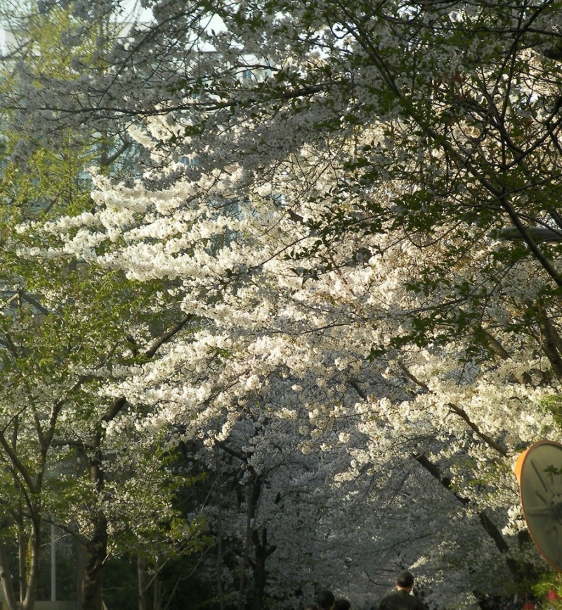 빈티지디카 입문 산요작티 CG10 캠코더 작례